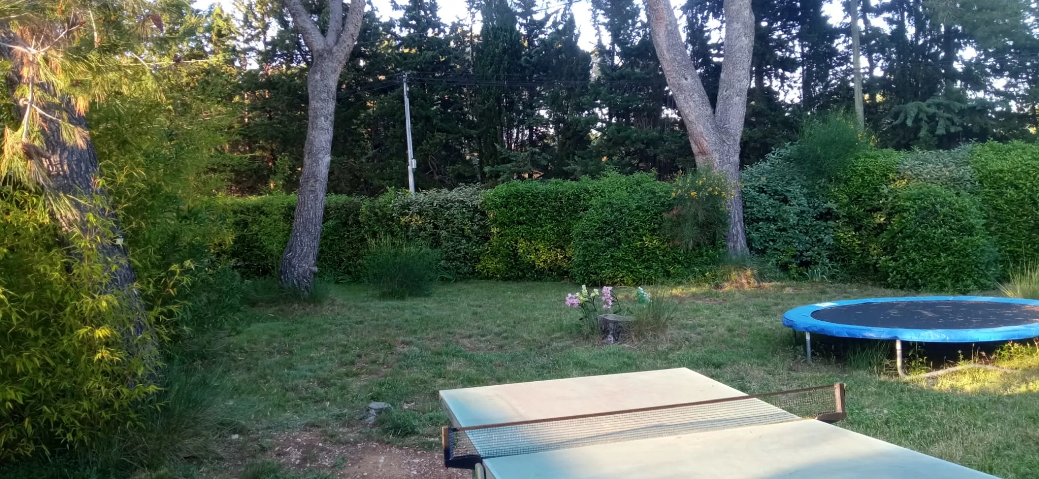 Jardin clos arboré de pins