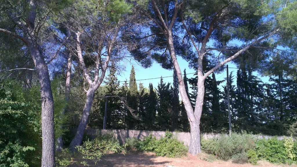 Vue sur les pins depuis la propriété